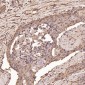 Anti-Cyclin B1 CCNB1 Rabbit Monoclonal Antibody